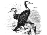 Greater Cormorant (Phalacrocorax carbo), Heb.ShaLaK (Lev.11:17,  Deut.14:17, Is.34:11, Zeph.2.14)